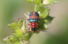 Collops quadrimaculatus