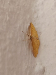 Psara dryalis