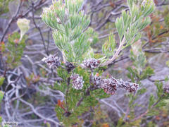 Paranomus abrotanifolius