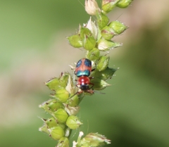 Collops quadrimaculatus