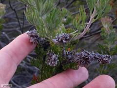 Paranomus abrotanifolius