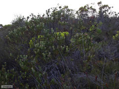 Paranomus abrotanifolius