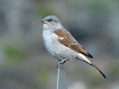 Passer diffusus stygiceps