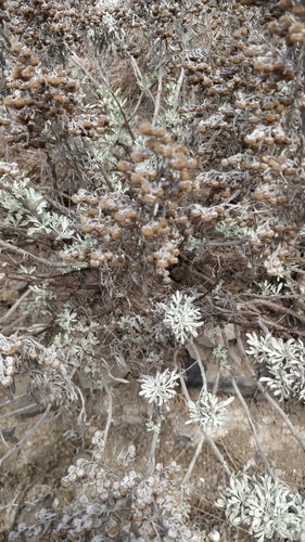 Image of Artemisia argentea by (c) Vítor Jorge, some rights reserved (CC BY)