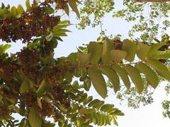Antidesma venosum