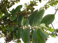 Antidesma venosum