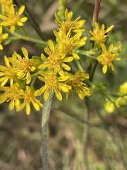 Solidago rigida glabrata