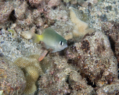 Brighteye Damselfish photo 2