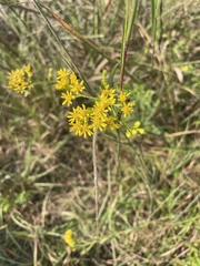 Solidago rigida glabrata
