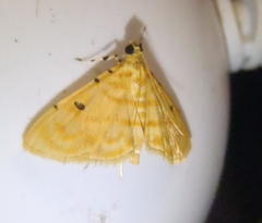 Notarcha quaternalis