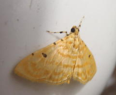 Notarcha quaternalis