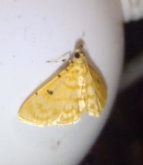 Notarcha quaternalis