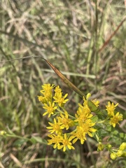 Solidago rigida glabrata