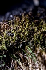 Dicranum acutifolium