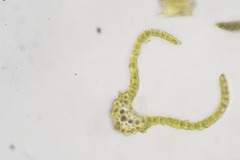 Dicranum acutifolium