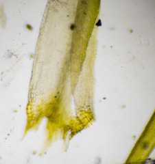 Dicranum acutifolium