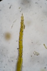 Dicranum acutifolium