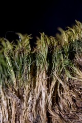 Dicranum acutifolium