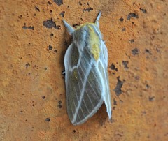 Syssphinx albolineata