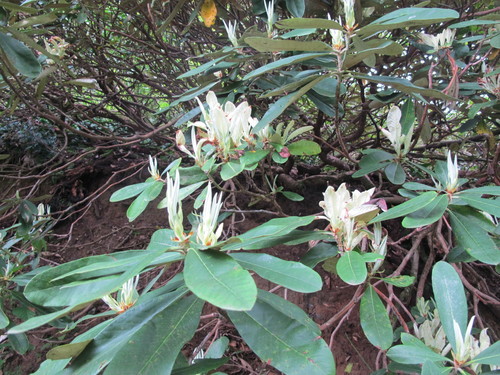 Rhododendron ungernii, photograph 1