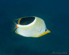 Chaetodon ephippium