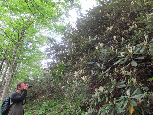 Rhododendron ungernii, photograph 4