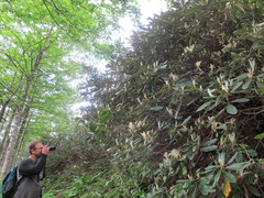 Rhododendron ungernii