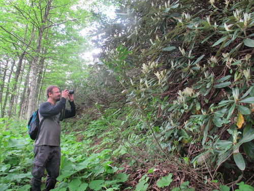 Image of Rhododendron ungernii by (c) Grzegorz Grzejszczak, some rights reserved (CC BY-SA)