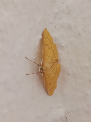 Psara dryalis