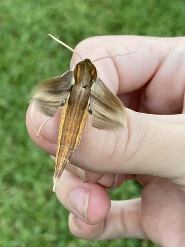 Tersa sphinx