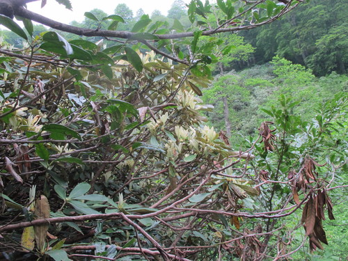 Rhododendron ungernii