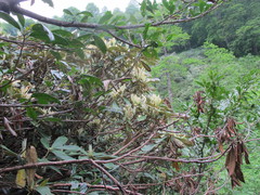 Rhododendron ungernii