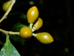 Schoenobiblus daphnoides
