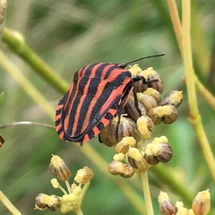 Graphosoma