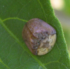 Acrocassis gibbipennis