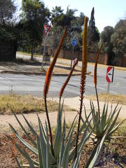 Aloe castanea