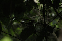 Thryophilus pleurostictus