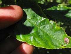 Acrocassis gibbipennis