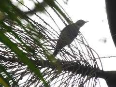 Turdus subalaris
