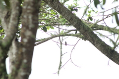 Saucerottia beryllina