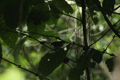 Thryophilus pleurostictus