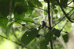 Thryophilus pleurostictus