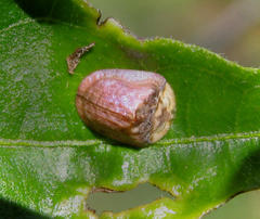 Acrocassis gibbipennis