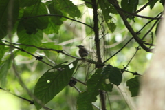 Thryophilus pleurostictus