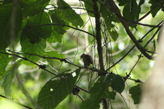 Thryophilus pleurostictus