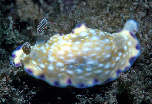 Purple-edged Nudibranch