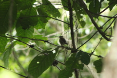 Thryophilus pleurostictus