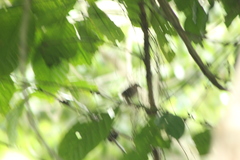 Thryophilus pleurostictus