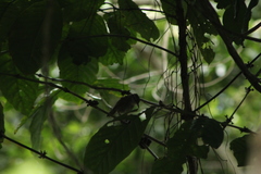 Thryophilus pleurostictus