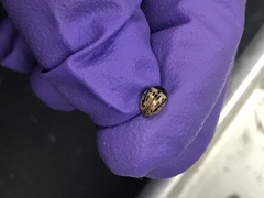 Zygogramma heterothecae